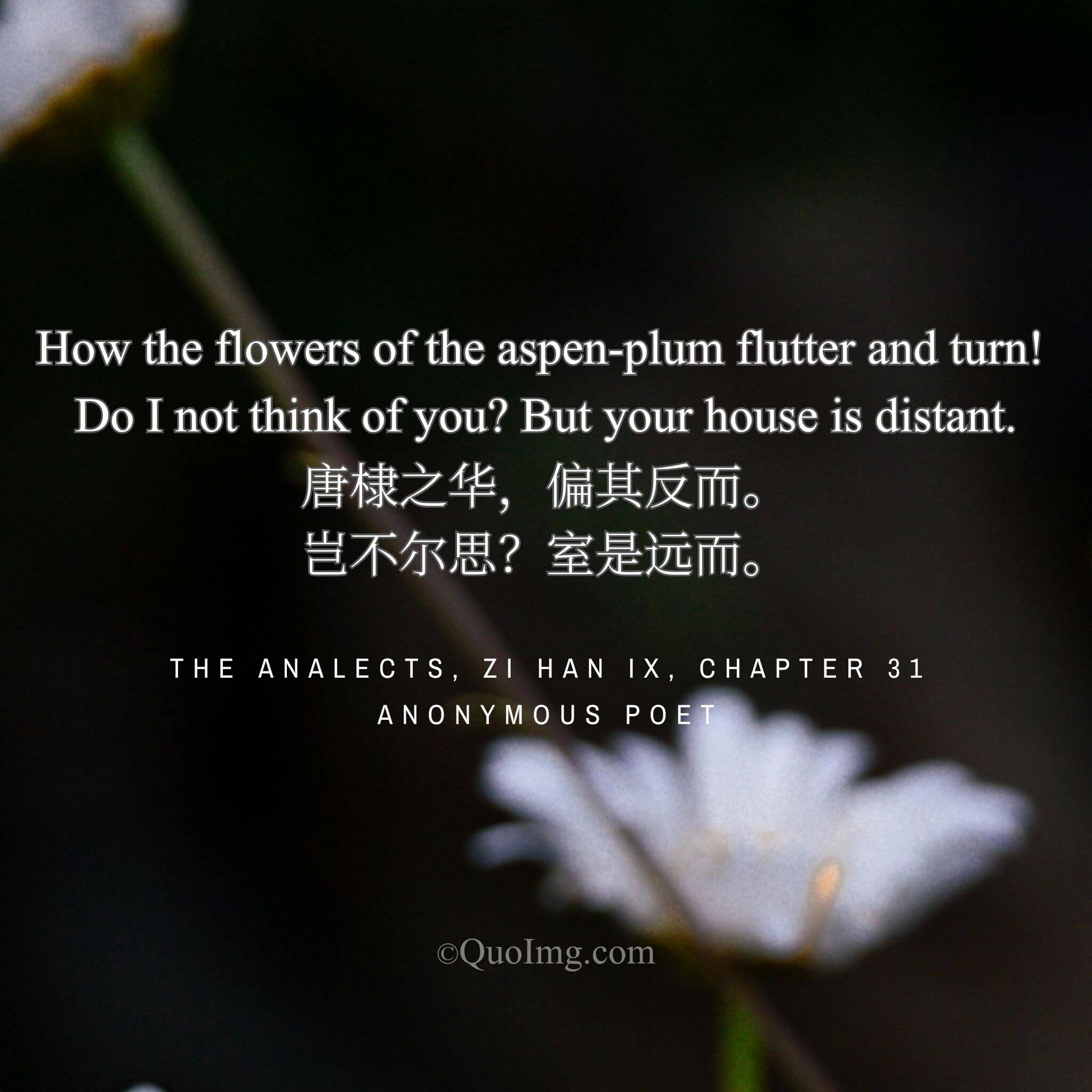 The Fluttering Blossom: A Song of Longing and the Alibi of Distance
