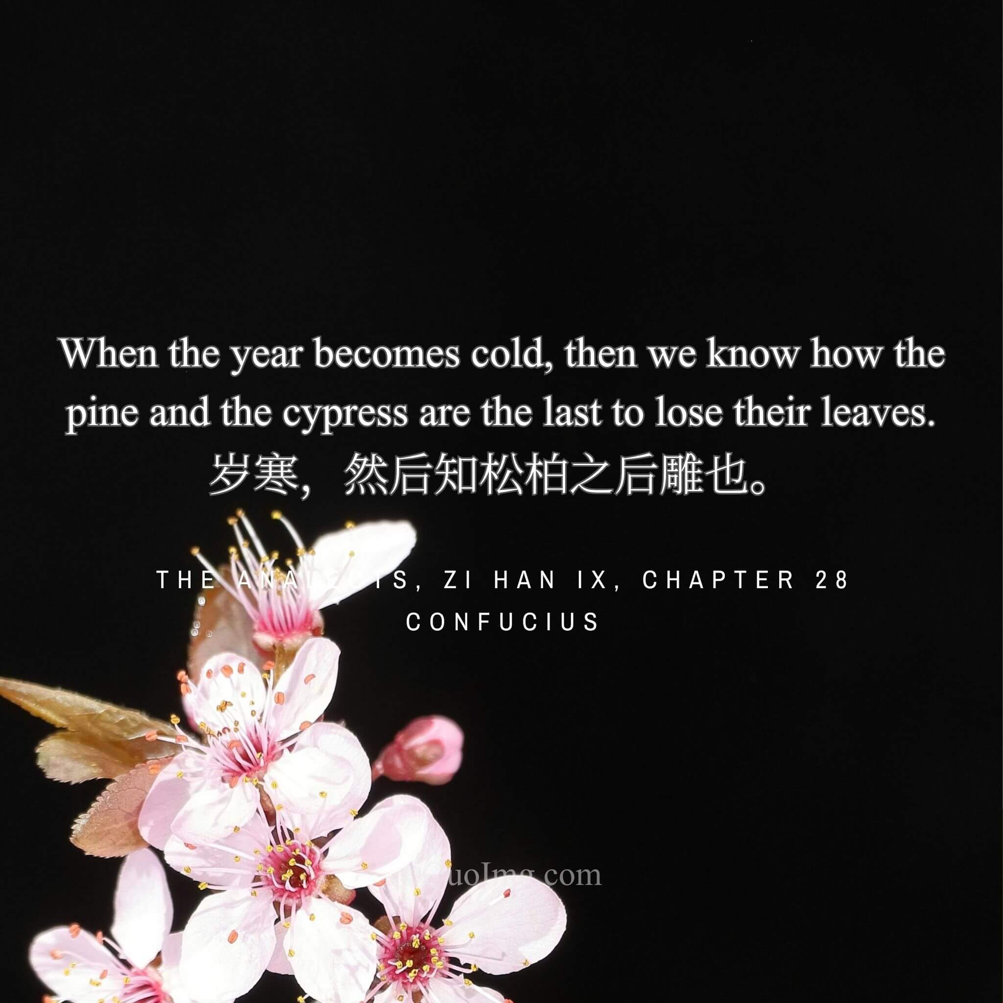 Confucius said: Only when the year grows cold do we see that the pine and cypress are the last to wither.